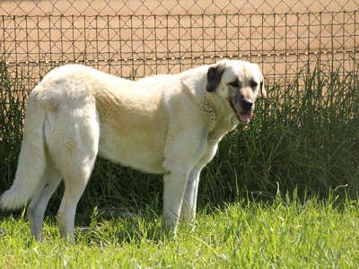 Anatolian Shepherd Dog
