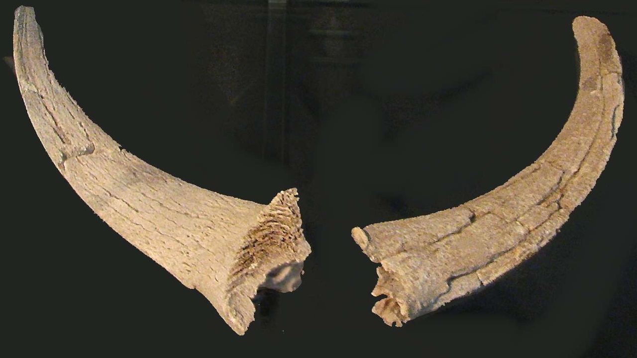 Comparison of horn (keratin sheath over bone) and antler (solid bone)