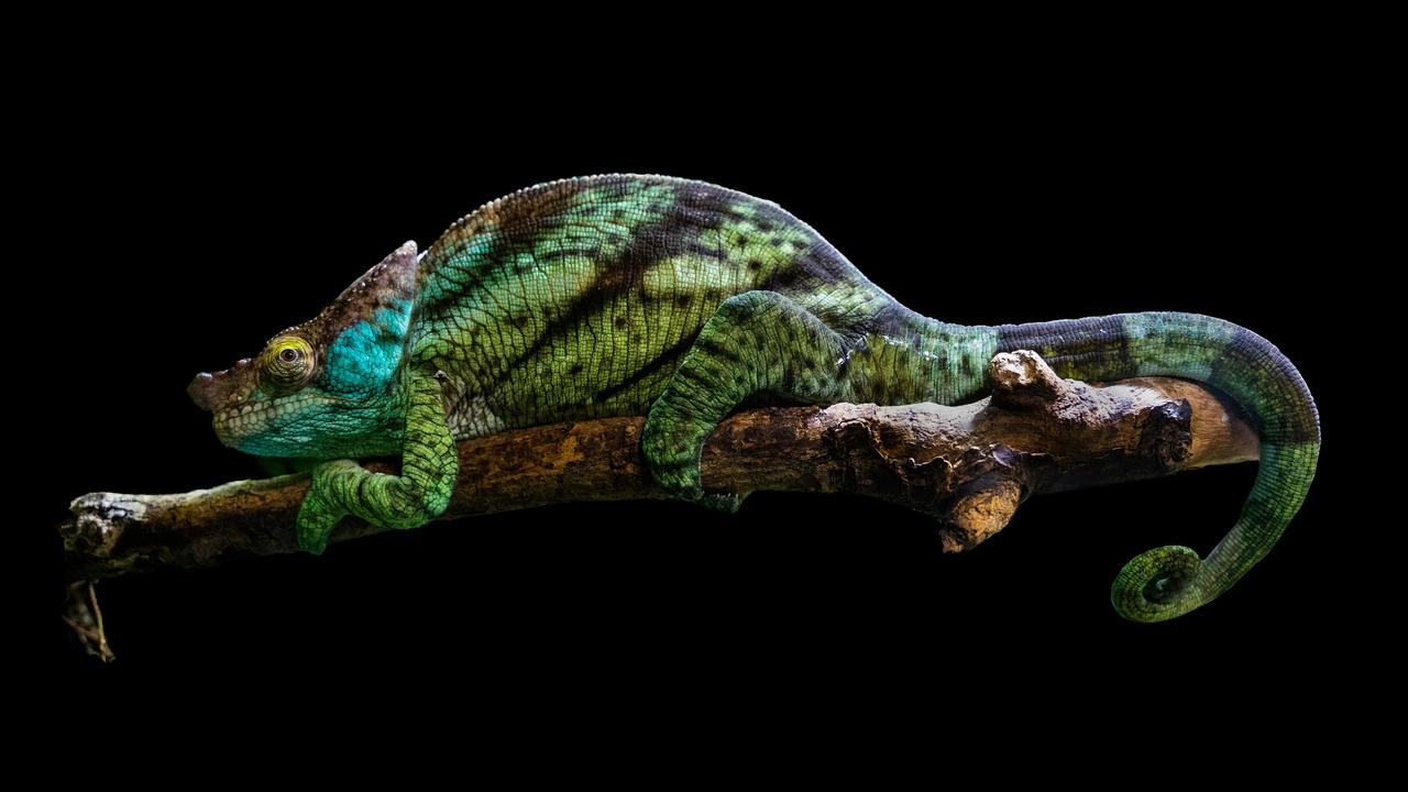 Comparative anatomy of an iguana and a chameleon showing body shapes and head profiles