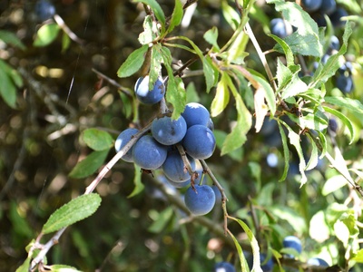 Andean Blueberry