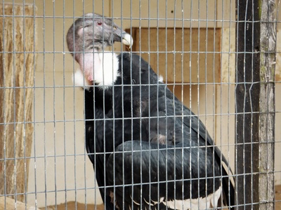 Andean Condor