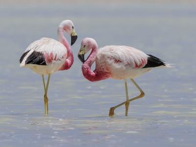 Andean Flamingo