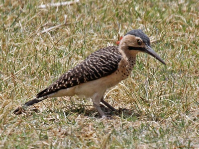 Andean Flicker