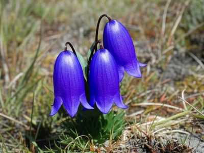 Andean Gentian