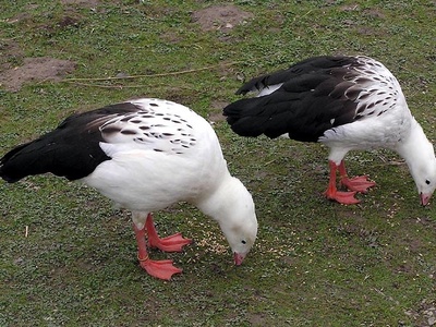 Andean Goose
