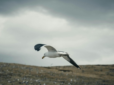 Andean Gull