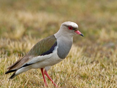 Andean Lapwing