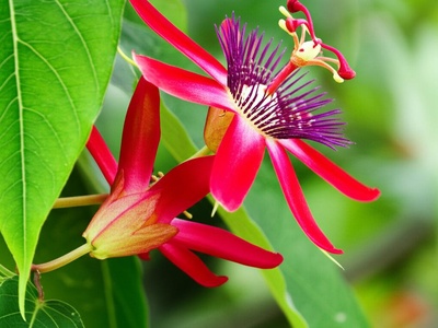 Andean Passion Flower