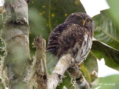 Andean Pygmy‑Owl