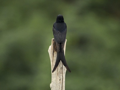 Angola Swallow