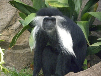 Angolan Colobus