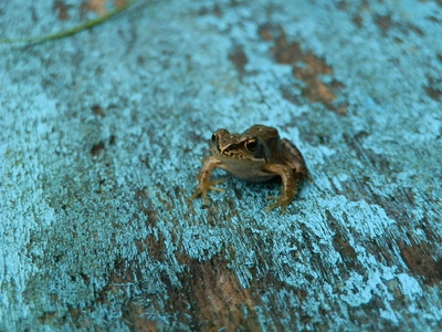 Annamite Horned Frog