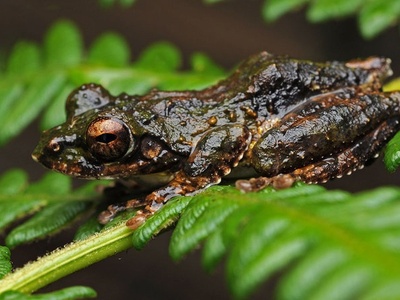 Annandale's Tree Frog