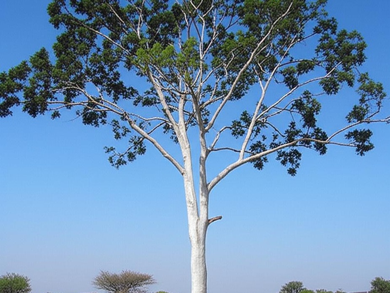 Senegal Tree Types The Complete List of Trees of Senegal - Flora Fauna Fun