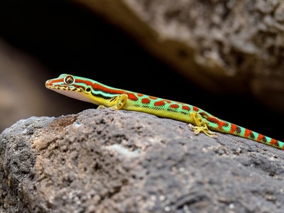 Ansell's Day Gecko