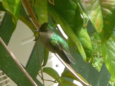 Antillean crested hummingbird