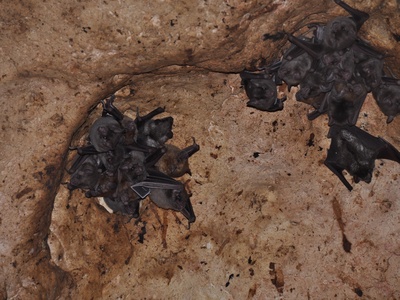 Antillean Fruit-eating Bat