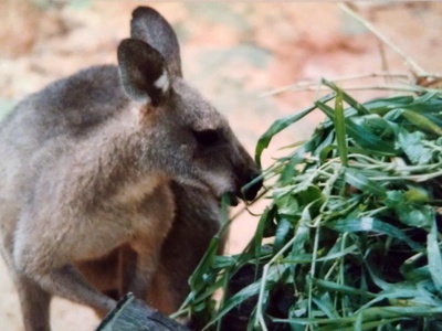 Antilopine kangaroo