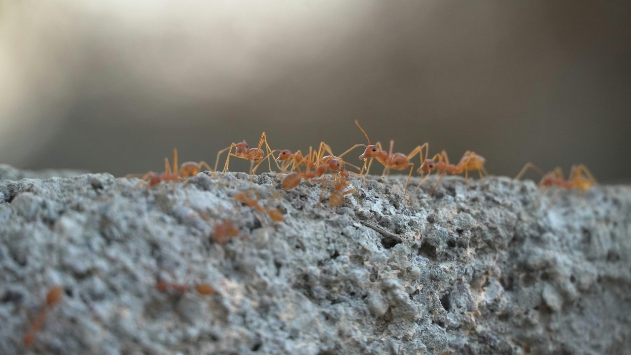 Ant infestation near buildings: mounds and trails of invasive ants