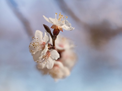 Apricot Blossom