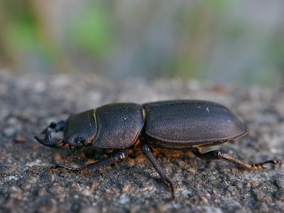 Aquatic Beetle