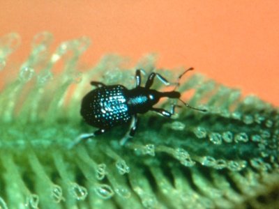 Aquatic Weevil