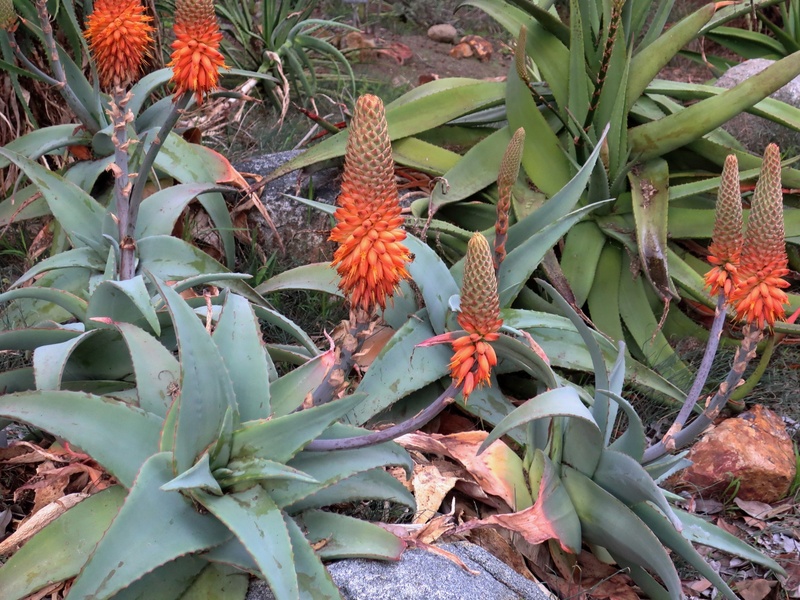 endangered-species-in-saudi-arabia-the-complete-list-flora-fauna-fun