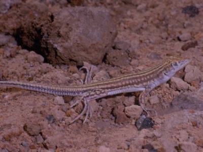 Arabian Fringe-fingered Lizard