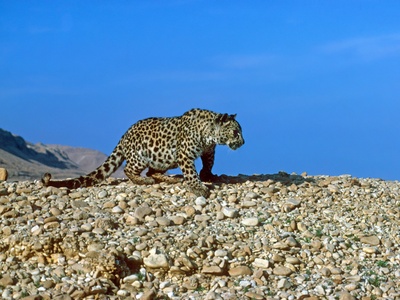 Arabian Leopard