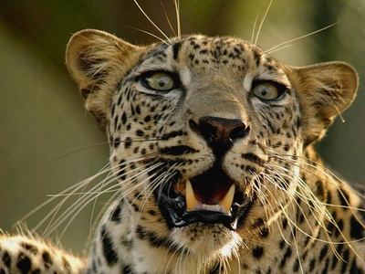 Arabian Leopard