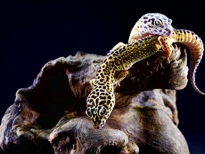 Arabian Leopard Gecko