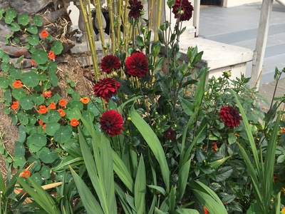 Arabian Night Dahlia