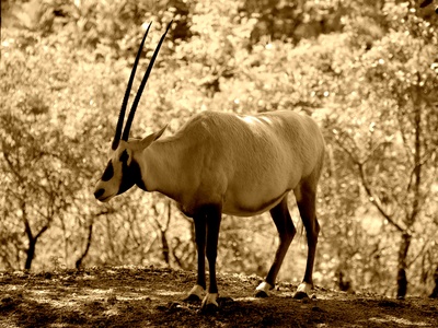 Arabian Oryx
