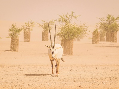 Arabian oryx