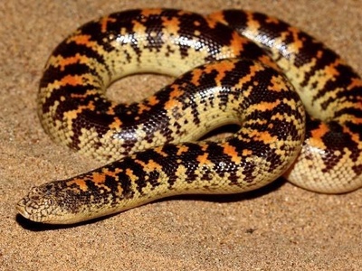 Arabian Sand Boa