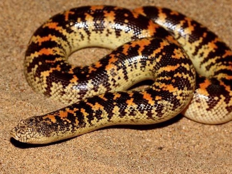 Reptiles of Saudi Arabia: The Complete List - Flora Fauna Fun