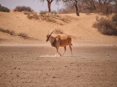 Arabian sand gazelle