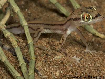 Arabian Sand Gecko