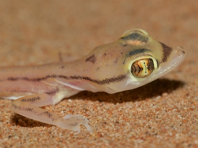 Arabian Short-fingered Gecko