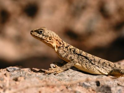 Arabian Spiny-tailed Lizard