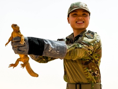 Arabian Spiny-tailed Lizard