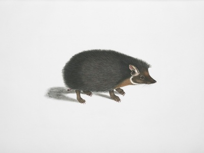 Arabian spiny mouse