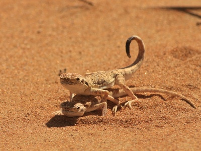Arabian Toad-headed Agama