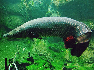 Arapaima