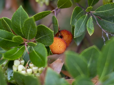 Arbutus
