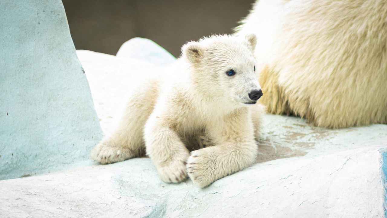 Polar bear on Arctic sea ice with walrus and Arctic coastline