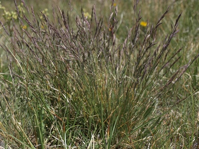 Arctic Fescue