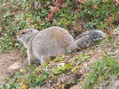 Arctic ground squirrel