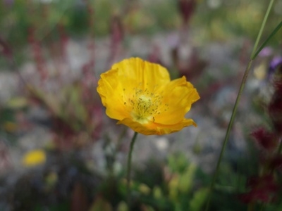 Arctic Poppy