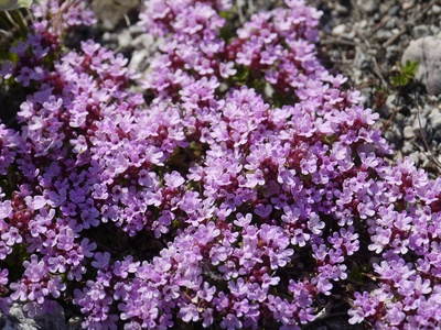 Arctic Thyme